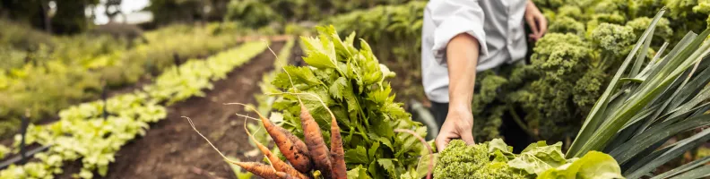 Growing Interest: The Rise of Organic Gardening Books