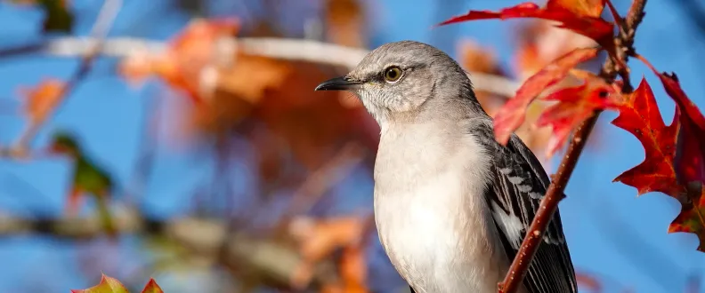 Harper Lee’s Unpublished Works to Be Released