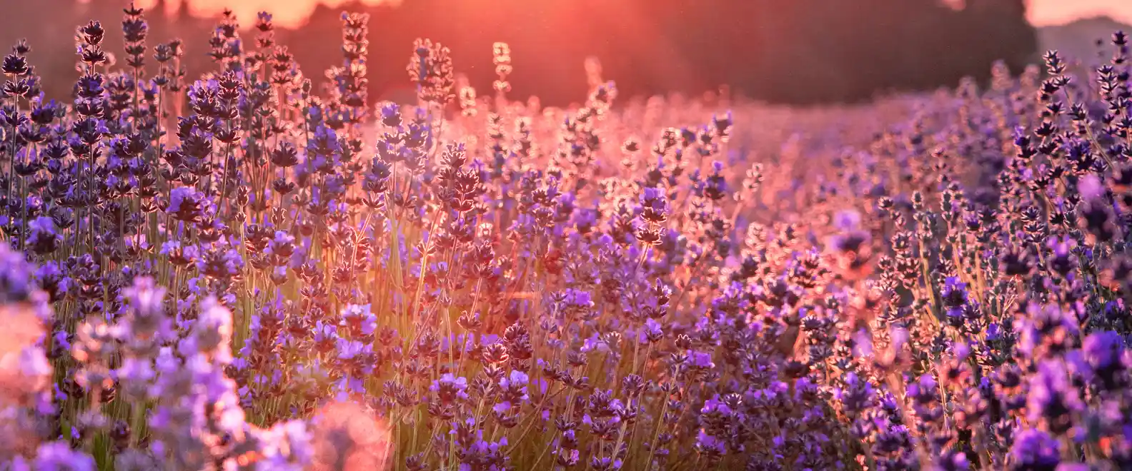 80’s Literature Flashback - The Colour Purple